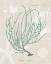 Picture of GORGONIA MINIACEA ON LINEN SEA FOAM