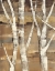 Picture of WANDERING THROUGH THE BIRCHES I