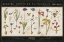 Picture of HISTOIRE NATURELLE I