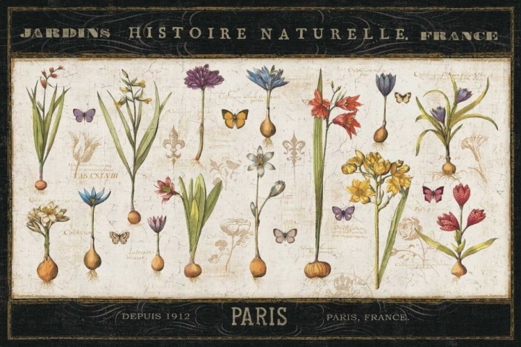 Picture of HISTOIRE NATURELLE I