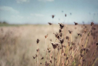 Picture of FALLING QUEEN ANNES LACE I CROP