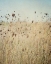 Picture of FALLING QUEEN ANNES LACE II CROP