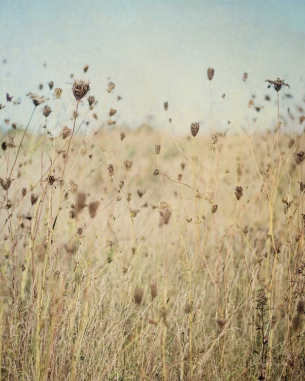 Picture of FALLING QUEEN ANNES LACE II CROP