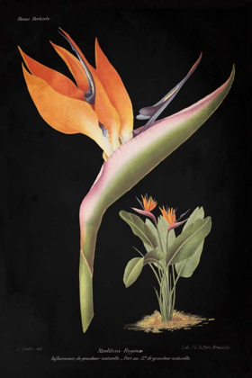 Picture of STRELITZIA REGINOE ON BLACK