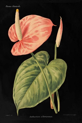 Picture of ANTHURIUM FERRIERENSE ON BLACK