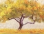 Picture of APRICOT TREE