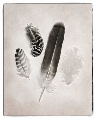 Picture of FEATHER GROUP I BW