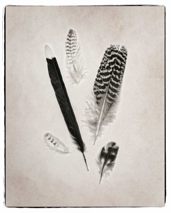 Picture of FEATHER GROUP II BW