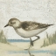 Picture of BEACH BIRD IV