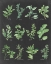 Picture of HERB CHART ON BLACK