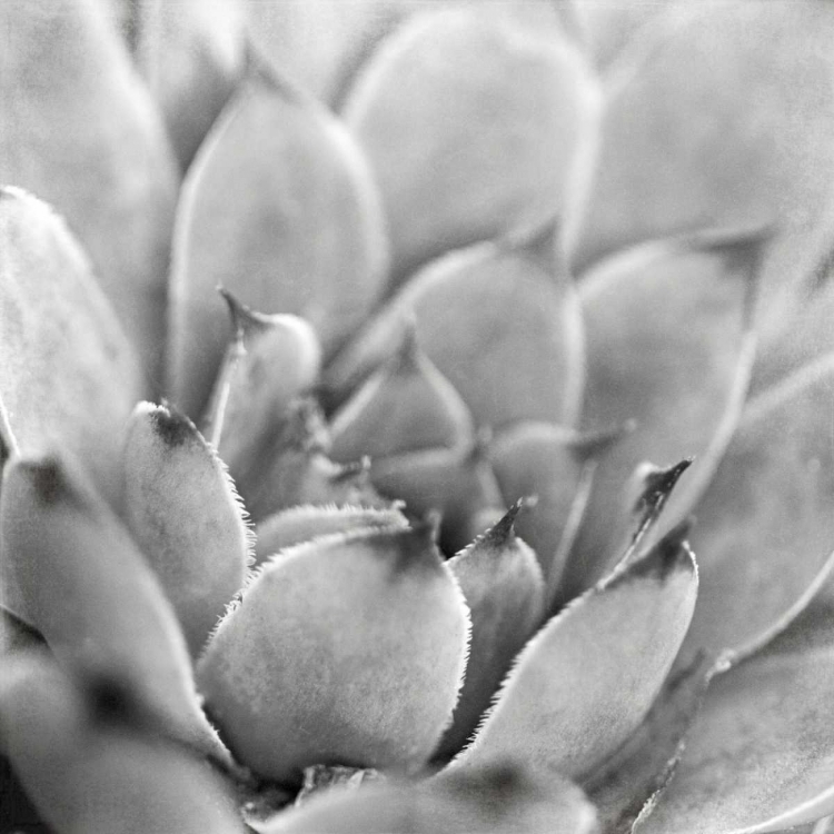 Picture of GARDEN SUCCULENT I