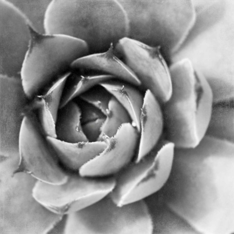 Picture of GARDEN SUCCULENT II