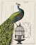 Picture of PEACOCK BIRDCAGE I