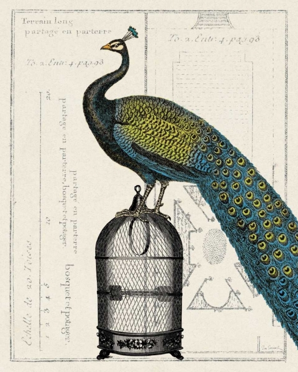 Picture of PEACOCK BIRDCAGE II