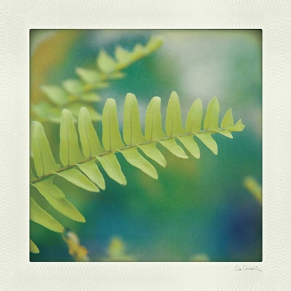 Picture of NATURES FERN I
