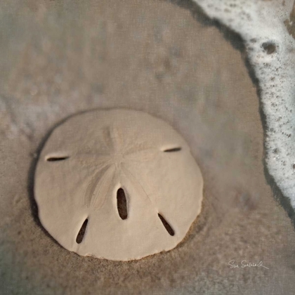 Picture of SAND SURF SAND DOLLAR