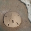 Picture of SAND SURF SAND DOLLAR