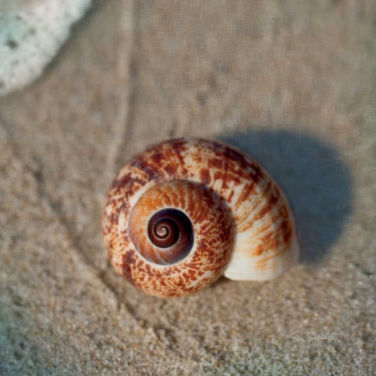 Picture of SAND SURF SHELL