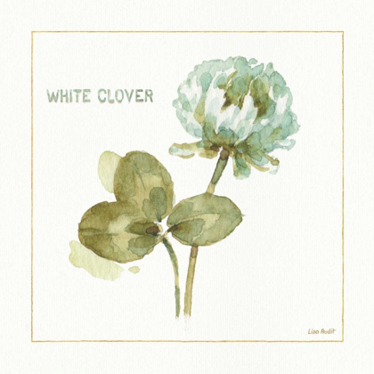 Picture of MY GREENHOUSE WHITE CLOVER