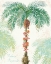 Picture of FLAMINGO TROPICALE III