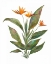 Picture of BRIGHT BROMELIAD