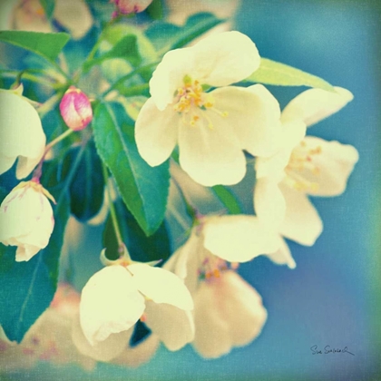 Picture of NATURES APPLE BLOSSOM