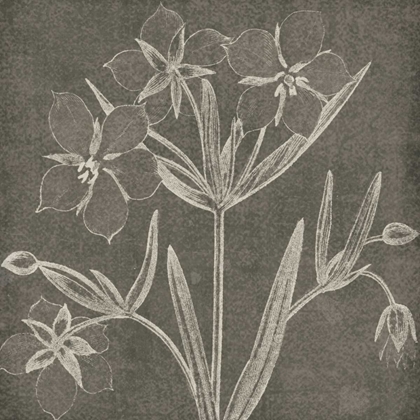 Picture of BOTANICAL BEAUTY CHALK SQUARE IV