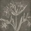 Picture of BOTANICAL BEAUTY CHALK SQUARE IV