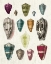 Picture of COLORFUL SHELL ASSORTMENT I