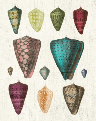 Picture of COLORFUL SHELL ASSORTMENT II