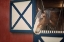 Picture of PATRIOTIC PONY I