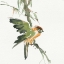 Picture of FORMOSAN FIRECREST