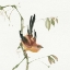 Picture of MOUNTAIN BUSH WARBLER