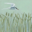 Picture of FREE AS A BIRD I