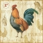 Picture of JOLI ROOSTER IIC