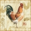 Picture of JOLI ROOSTER IC