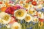 Picture of SUNNY ABUNDANCE