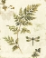Picture of IVIES AND FERNS III