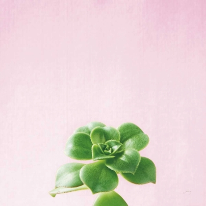 Picture of SUCCULENT SIMPLICITY VII ON PINK