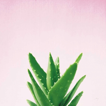Picture of SUCCULENT SIMPLICITY V ON PINK