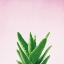 Picture of SUCCULENT SIMPLICITY V ON PINK