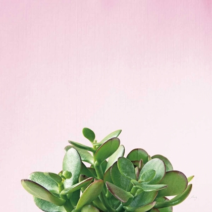 Picture of SUCCULENT SIMPLICITY III ON PINK