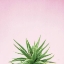 Picture of SUCCULENT SIMPLICITY I ON PINK