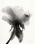 Picture of TRANSLUCENT PEONY VIIBW