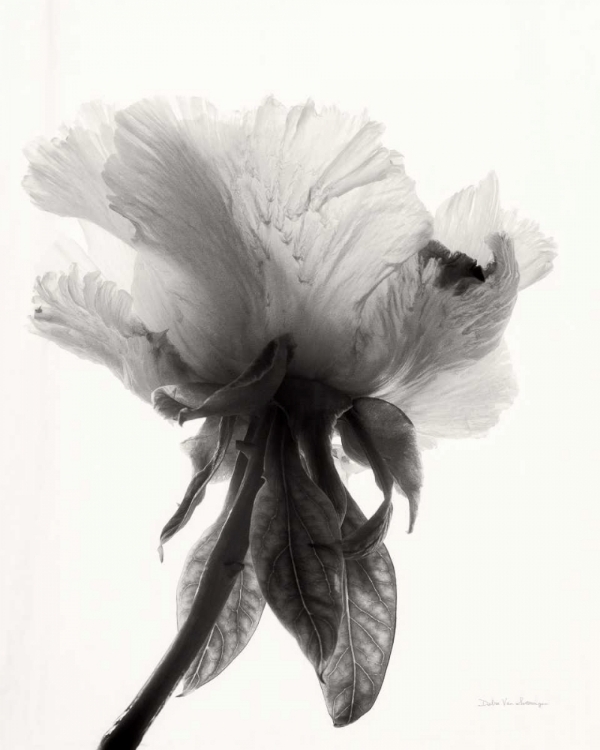 Picture of TRANSLUCENT PEONY VIIBW