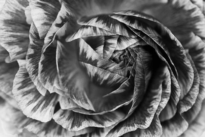 Picture of RANUNCULUS ABSTRACT VI BW