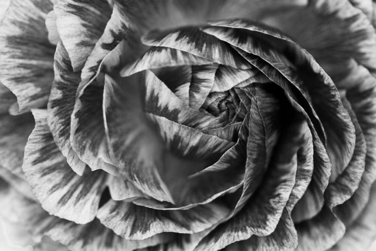 Picture of RANUNCULUS ABSTRACT VI BW