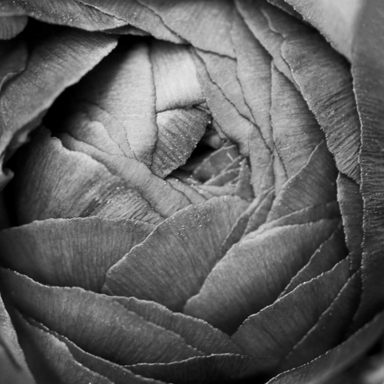 Picture of RANUNCULUS ABSTRACT III BW