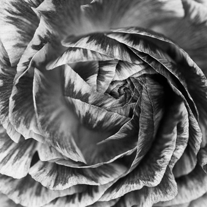 Picture of RANUNCULUS ABSTRACT IV BW