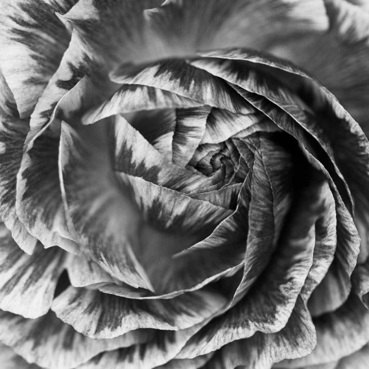 Picture of RANUNCULUS ABSTRACT IV BW
